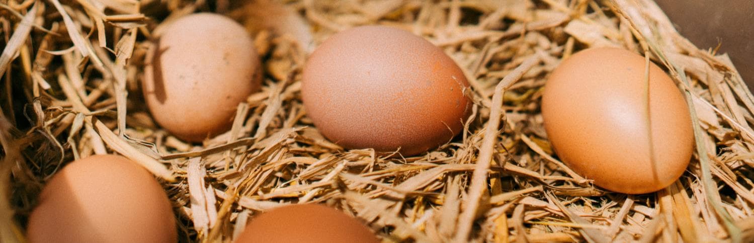 Fresh free-range eggs from Jero Farm in natural straw