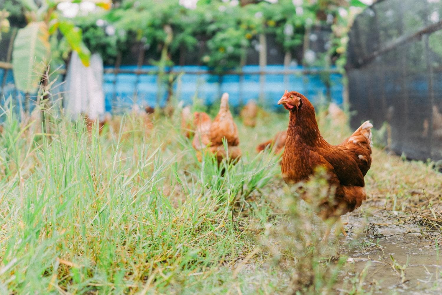 Free-range chickens roaming at Jero Farm in Tabanan, Bali